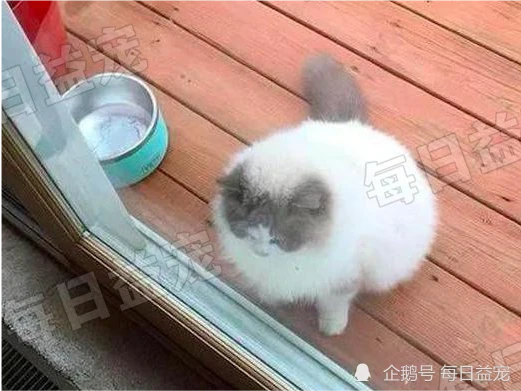 主人要回老家没法带猫，便将其遗弃在小区，因价格昂贵没人敢要！