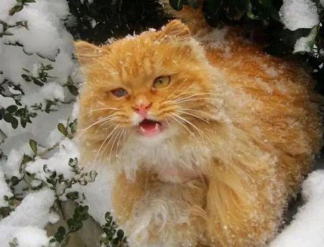 猫咪：快冬天了，你还去买猫吗？这是个适合捡猫的季节！