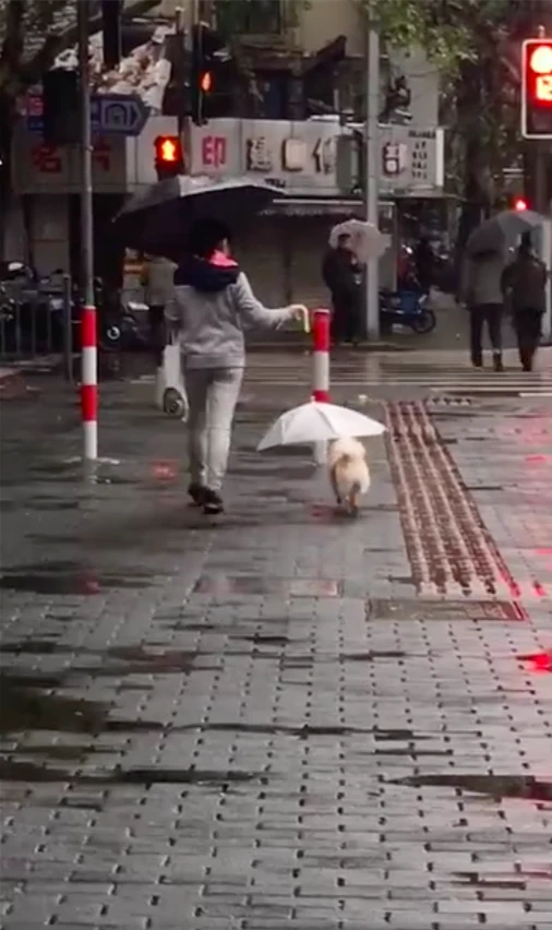女子下雨天撑了2把伞，路人觉得很好奇，凑近看清后被感动到了