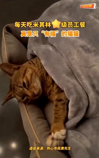 流浪猫用一年时间碰瓷五星级酒店，成功拿到了自己的专属床位……