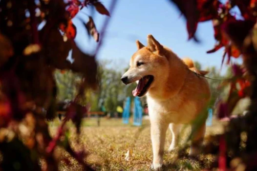 16万元拍下的“网红柴犬”登登，今天踏上回家之路！万万没想到
