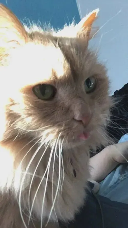 猫趣｜16岁的老猫遭人遗弃，在最后的时光里，幸好遇见了那个“她”