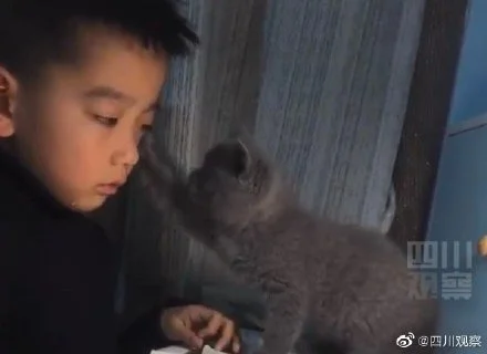 男孩被训哭小奶猫帮忙擦泪：你别哭啦！