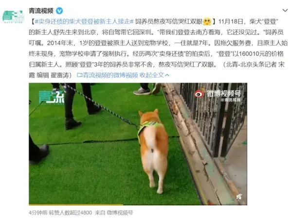 网红柴犬登登有新家啦！饲养员熬夜写信哭红双眼