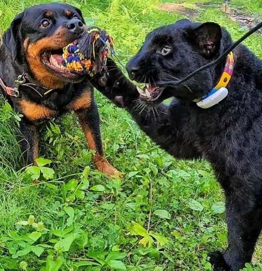 千万不要养大猫，因为养着养着你会发现…它就是个大憨批！