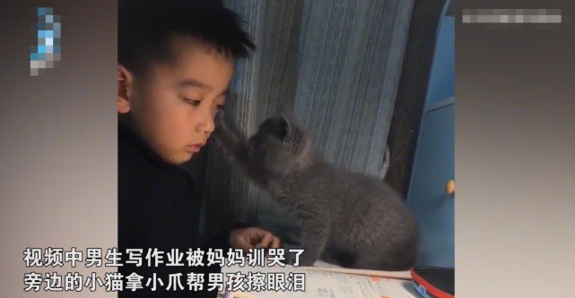 突发地震，小猫猛然直立看灯，丈夫反应过来，拉着妻子迅速跑开