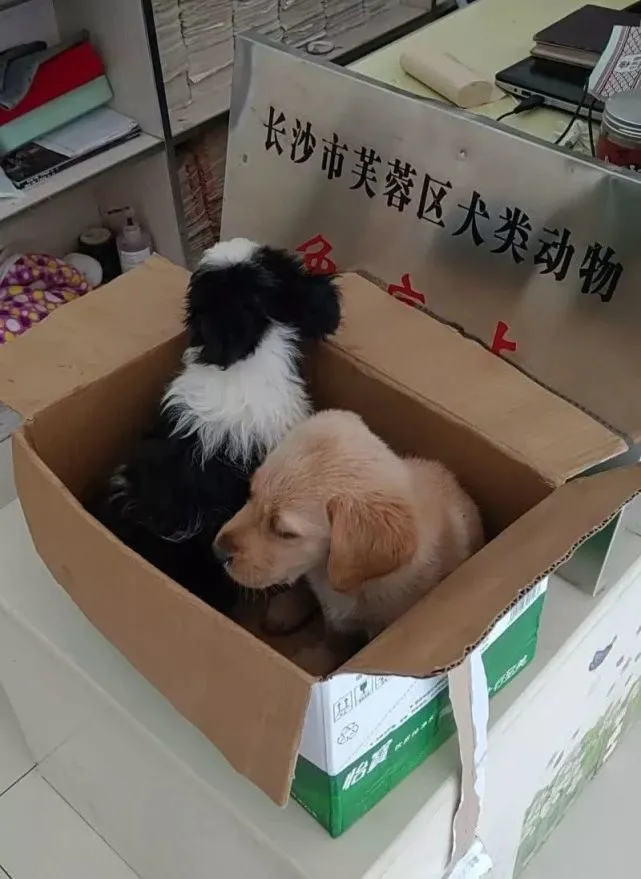 究竟是不是真正的爱？流浪狗救助踟蹰不定