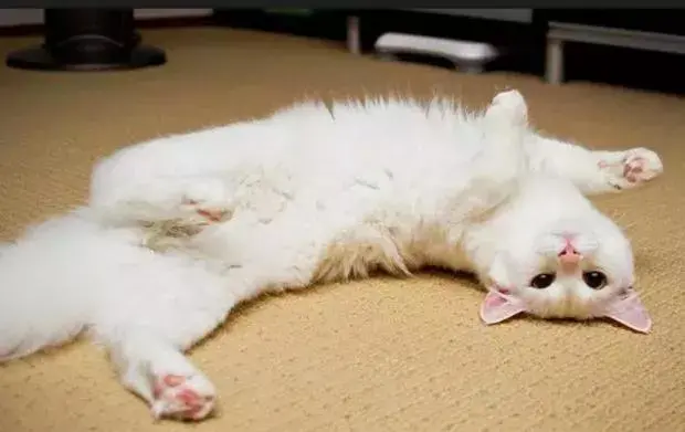 注意！猫咪出现这些动作，一定要警惕