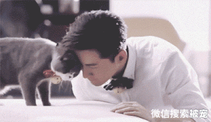 猫咪也有秃顶困扰，而且越爱主人越秃？
