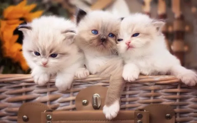 养猫真香！但是香在哪里？养猫的8大好处了解下！