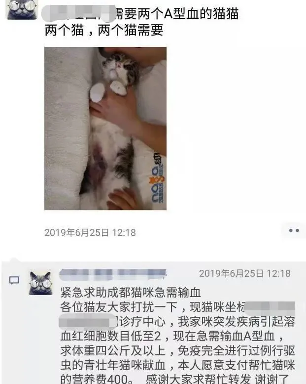 血猫，给贵猫续命的贱猫……