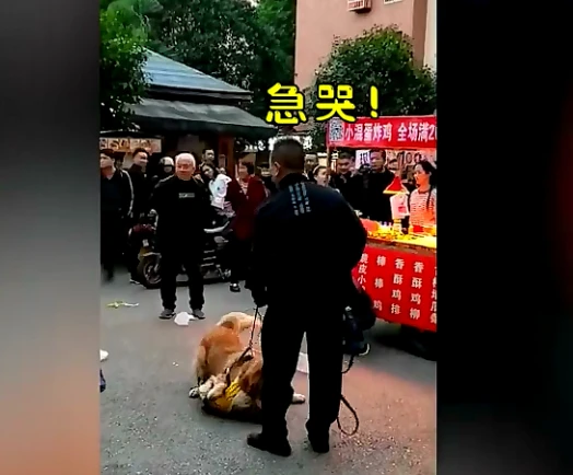 大狗金毛撕咬小狗不松口，众人喊打男子却不动手，女子反应亮了
