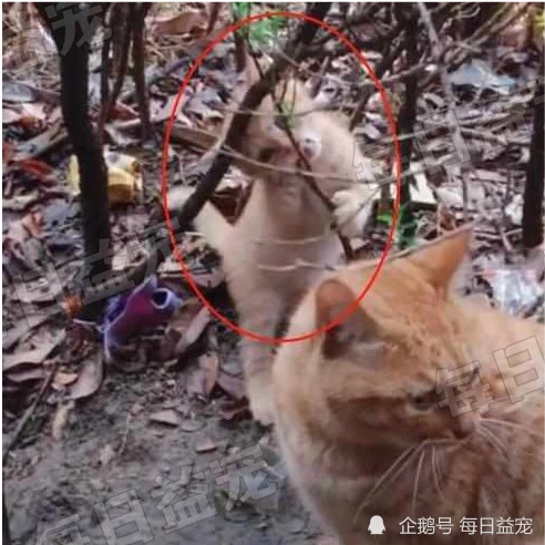 网友每日清晨喂楼下的橘猫，有天睡过头了，橘猫一脸严肃