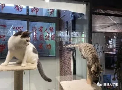 聊大校宠来啦｜谁是令你心动的它呢？