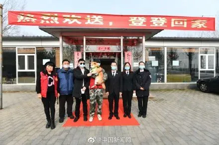 柴犬登登有新家了 柴犬登登见到了新主人