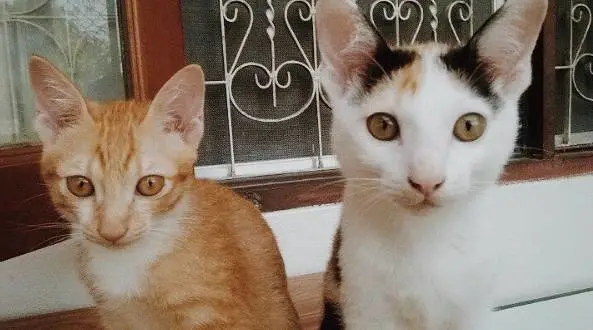 动物学家：猫咪之所以“吸引人”，源于自身进化