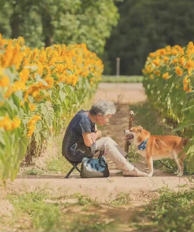 治愈系壁纸｜柴犬和缝纫机老奶奶