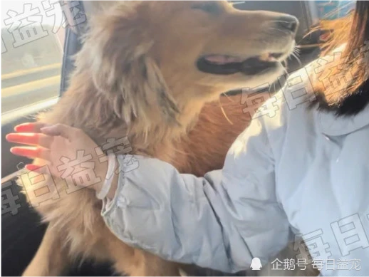 主人怀孕生子，可爱金毛被送回家，4年来一直拴着铁链吃馊饭