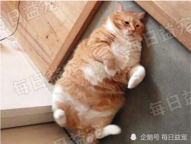 女生宿舍偷养猫，遭阿姨上门检查，胖橘已经藏不住了！