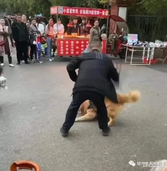 金毛撕咬未牵绳的小狗，小狗主人想施救却被阻拦！请牵好宠物的“生命绳”！