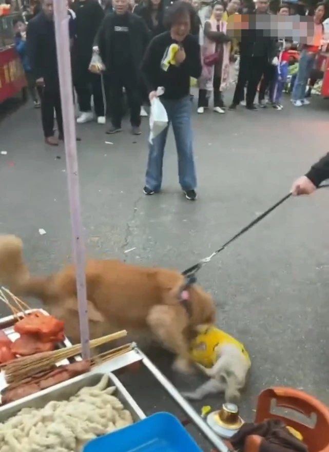 长沙拴绳金毛狗撕咬未栓绳小狗，女主人哇哇大哭，欲砸金毛被阻止