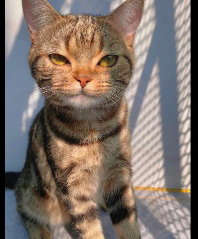 猫咪对着主人咧嘴笑，看着怎么有点瘆得慌，猫：我这是霸总歪嘴笑