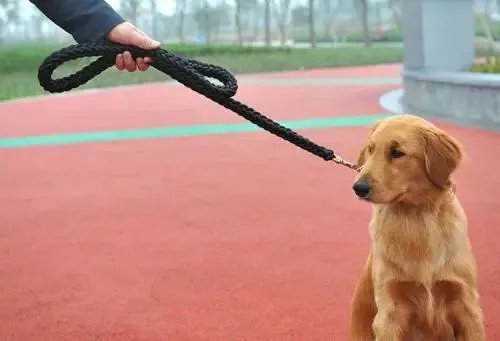 文明养犬，请别掉“链”！