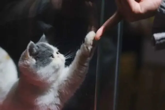 我免费领养的品种猫，只活了9天