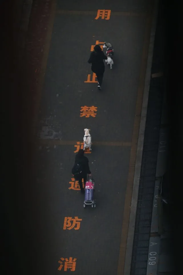 疫情之下，宠物与防疫能否“两全”？