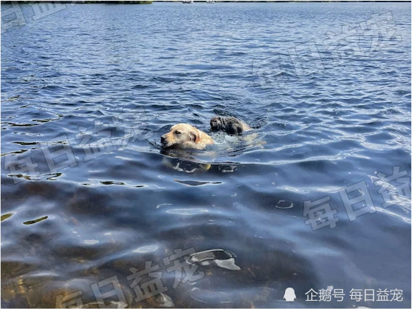金毛独自下水游泳，回来时背上驮了只土拨鼠，玩耍做好事两不误！