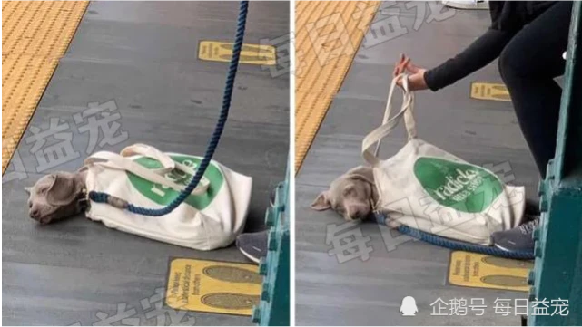 为了能带狗狗上地铁，纽约市民也是拼了，狗狗：我还能行！