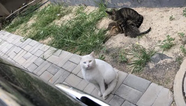 “收养流浪猫半年后，我把它扔了”