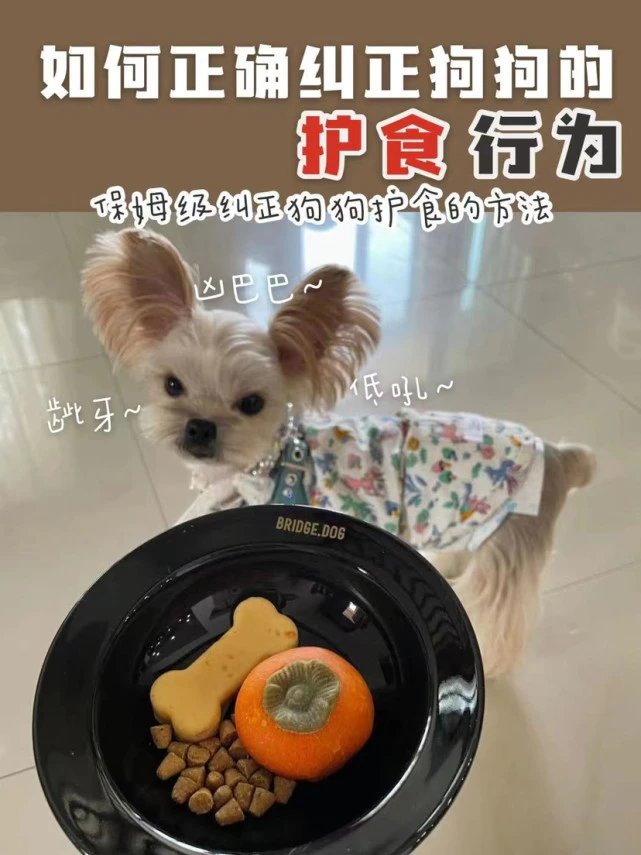 新手养狗｜狗狗的护食行为怎么纠正？