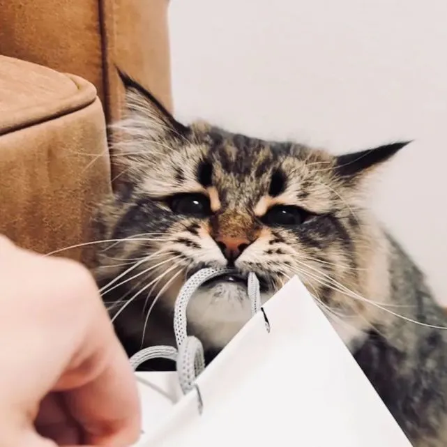 猫趣｜被10万人围观的猫咪表情帝，堪称猫界的杨迪，连日常都是戏