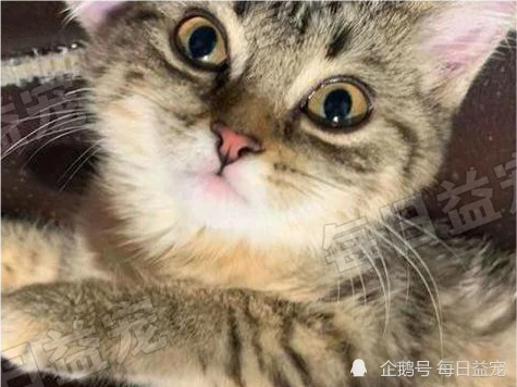 网友花1万多买了只田园猫，却表示不后悔，感情是无价的！