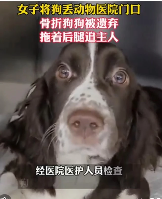 辽宁大连：女子将狗丢弃宠物医院门口，这条狗后肢已经残废