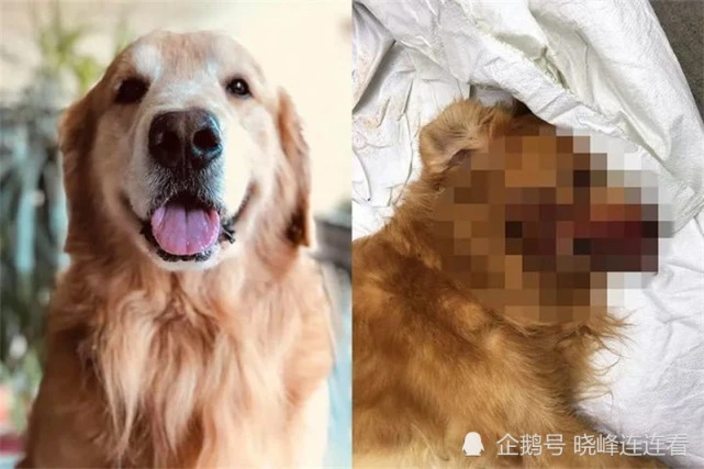 云南4名男子活活打死一只未拴狗绳的金毛，没牵狗绳就可随便打死？