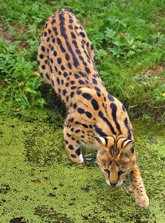 北京十渡发现野生薮猫，被饿到“营养不良”，专家称并非本土物种