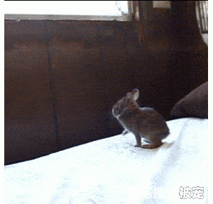 养猫就像拆盲盒，你永远也不知道猫会给你带来什么样的惊喜……
