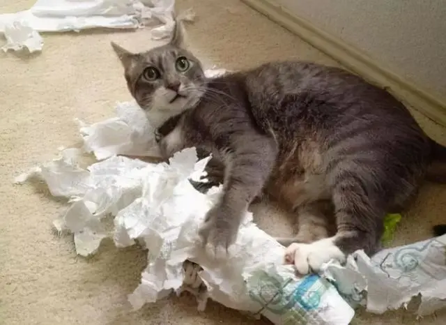 流浪猫之所以“喂不熟”，往往是缺少“社会化训练”