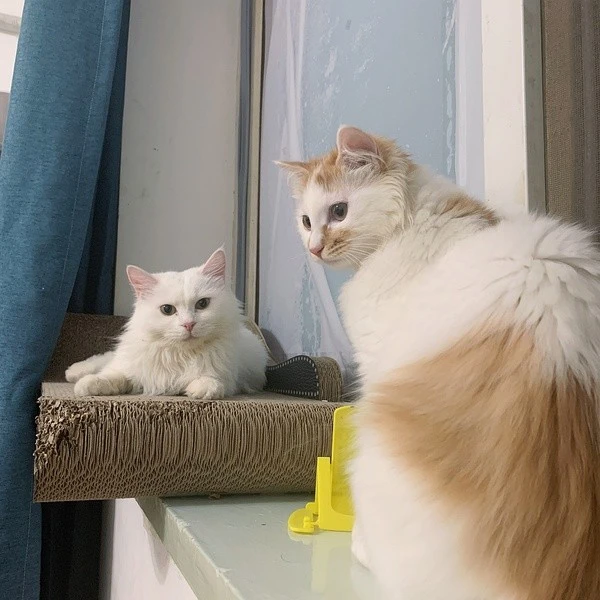猫咪之所以“不粘人”，是因为你不会养猫