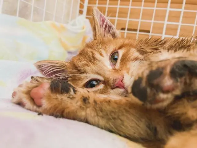 小猫被困积雪喊“救命”，暖男花3小时救猫，猫：都怪你动作太慢