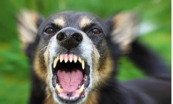 到底“恶犬出没”还是“狗仗人势”？遇到宠物伤人如何维权？