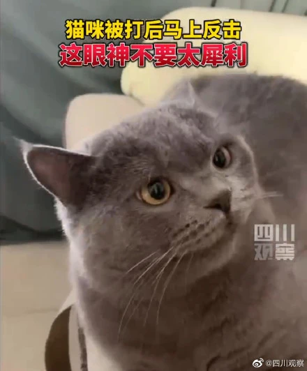 传神！猫咪被打后神速反击眼神藏刀