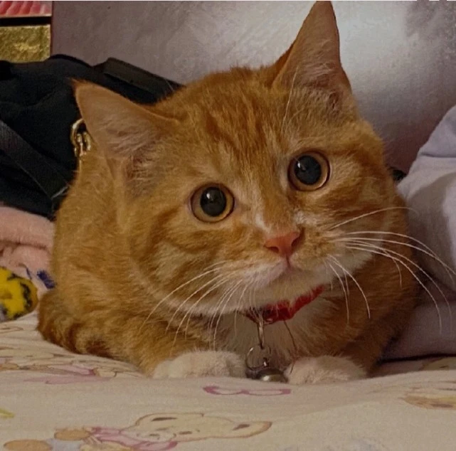 为了让猫咪发腮，他们给猫咪打了“玻尿酸”
