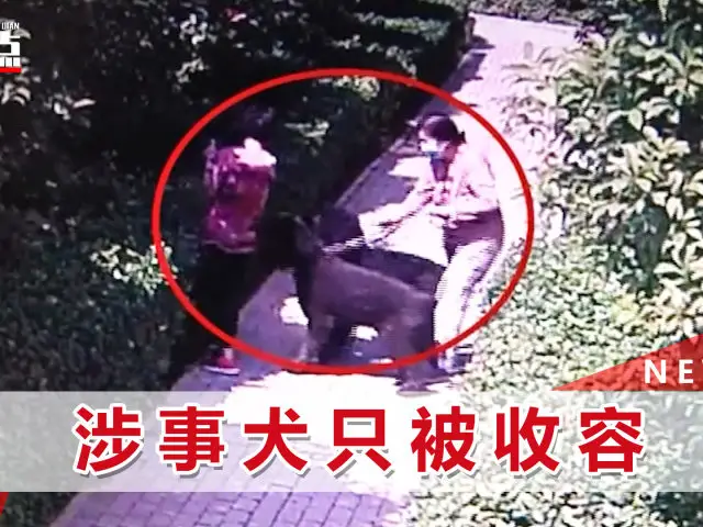 安阳咬人的狗：闻名于狗界