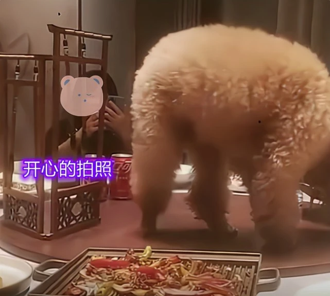 给狗狗庆生？巨型贵宾犬坐在饭桌中间吃菜，一大家子人陪着胡闹