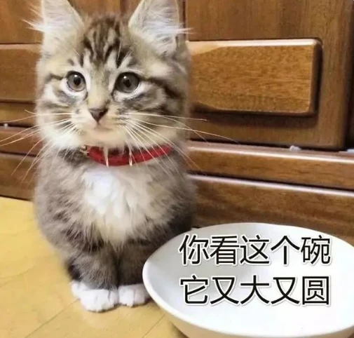 养一只猫，猫会孤独？养了2只猫，发现结果更难以接受！