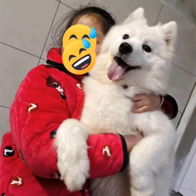 湖南一狗狗洗澡时被剪断尾巴，商家态度恶劣，众网友发力后认怂了