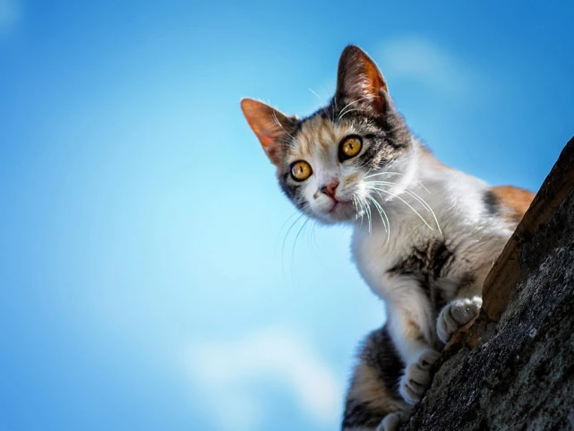 喂食流浪猫真的很恶心吗？我的看法是这样的……
